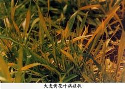 Occurrence and control of barley yellow mosaic disease