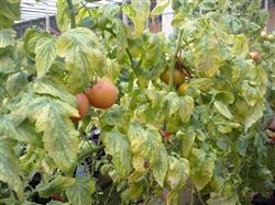 How is the yellow leaf of tomato and roll leaf disease to return a responsibility? How to prevent and cure?