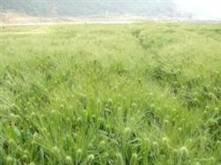 Weeding in barley field