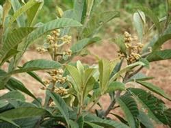 Spring shoot fertilizer should be applied to adult loquat trees in time.