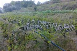 Interplanting black fungus in orchard