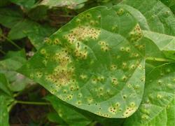 Control of diseases and insect pests of soya bean