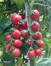 How to grow cherry tomatoes?