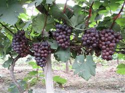 Measures to improve the Commodity of Grape products