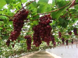 How to grow vineyards in greenhouse with good quality?