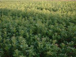 Cultivation techniques of Myrica rubra