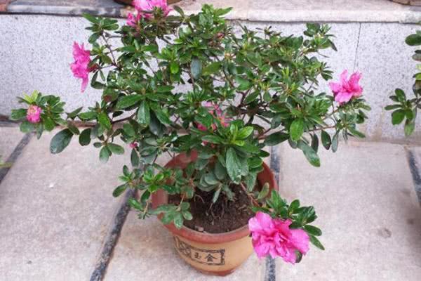 Newly purchased azaleas are not easy to raise? Put an end to the laziness of the three hands and let it blossom.