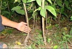 Management and protection techniques of cherry after grafting