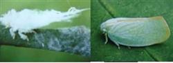 Control of white moth wax cicada and wax scale in longan orchard