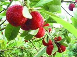 Key points of Scientific Management of soil and Fertilizer in Waxberry Orchard