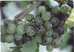 Introduction to the symptoms of grape black pox