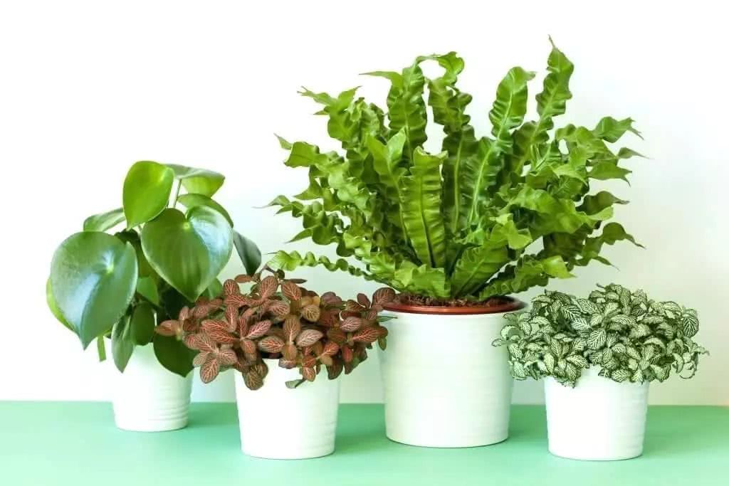 Keeping these plants in the bathroom can make your life healthier.