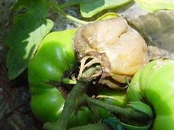 Symptoms and Chemical Control of Tomato Acid Rot