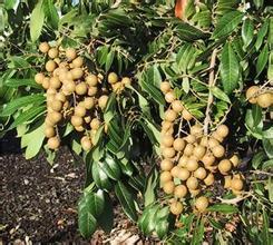 How to ensure high yield of longan adult trees