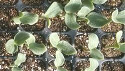 Cultivation techniques of early ripening Japanese Pumpkin in Spring