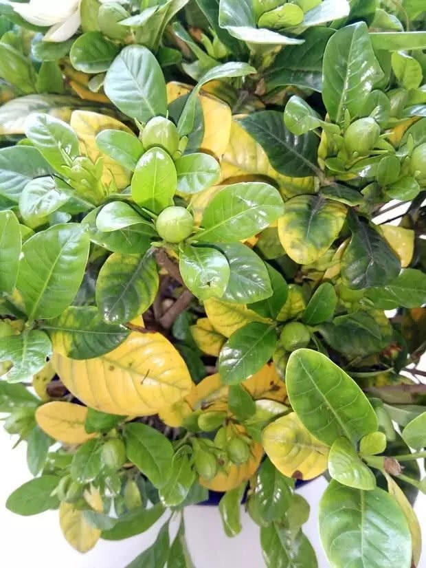 Gardenia, jasmine yellow leaves? Use it to gently spray once every 10 days, no more yellow leaves.