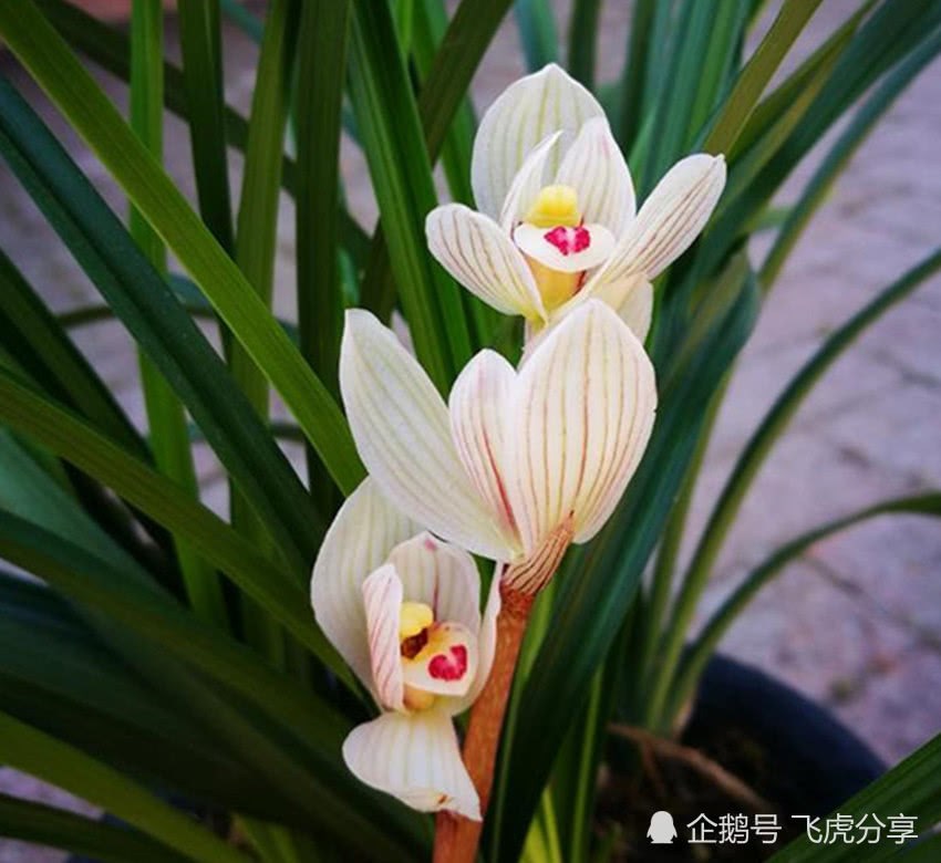 The lotus petal Lankun Hua he, which has always been called Xiangzu, is full of fragrance in the room.