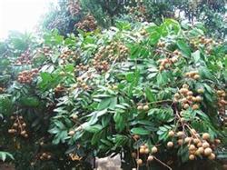 Autumn management of longan grape