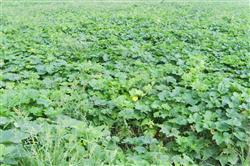 Management of wax gourd fruiting period in open field