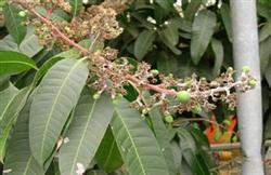 Comprehensive control technology of mango soot disease