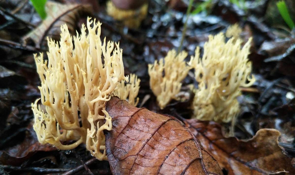 It only appears after the rain. It looks like a broom. It costs more than meat. Few people have ever eaten it.