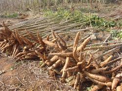 High yield of cassava, good planting and good seedlings