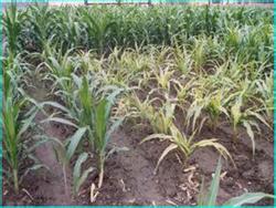 Sorghum downy mildew