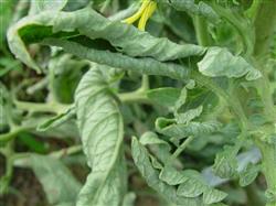 What is the reason for curling tomato leaves?