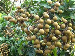 Post-harvest management of litchi and longan