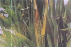 How to identify the symptoms of barley stripe disease?