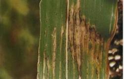 Sorghum black bundle disease