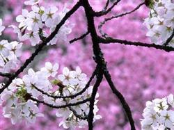 Four measures to promote blossom of sweet cherry