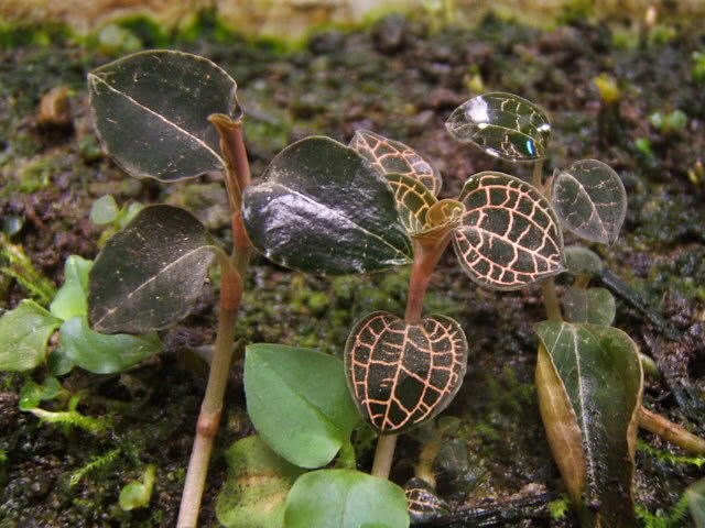 In the folk, it has a good reputation as the king of medicine in the wild. It is difficult to find 200 yuan or two artificially planted.