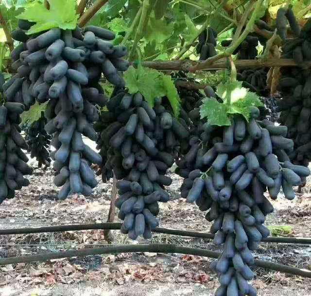 If you dip sapphires in your home, you can eat fresh fruit in the coming year.