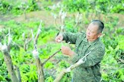 High grafting and replacement method of mango