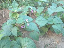 There are many taboos in the flowering period of kidney bean and its matters needing attention