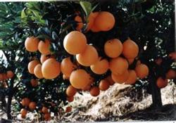 High-yield cultivation techniques of navel orange