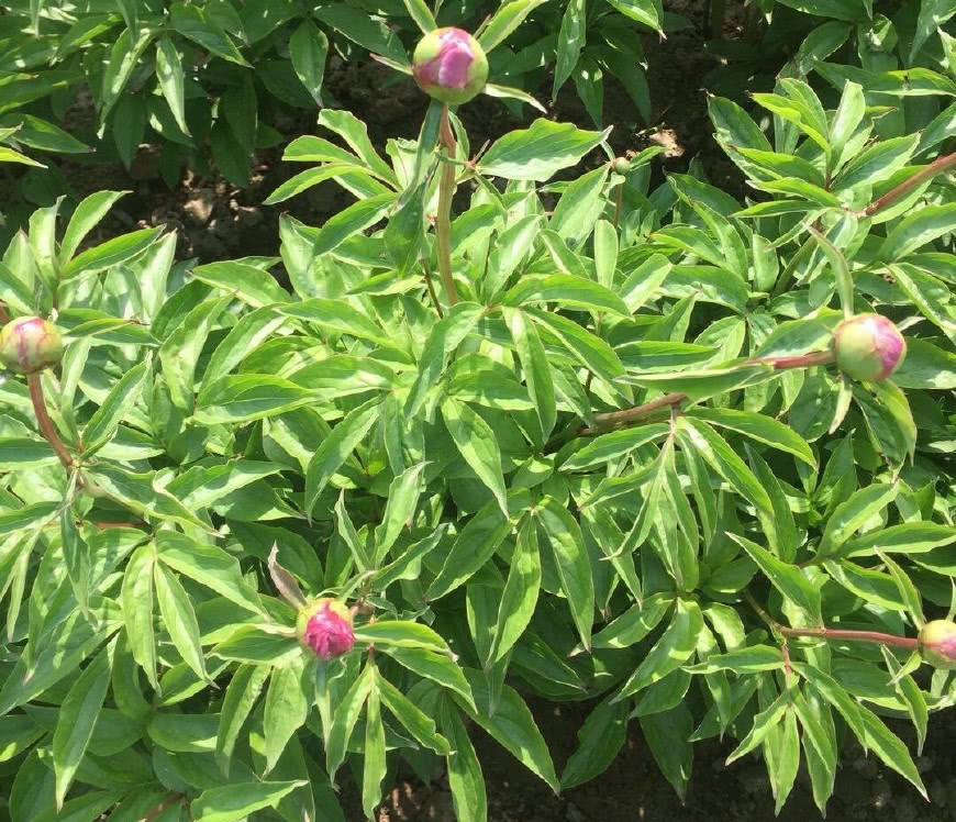 This flower is the prime minister of the flower, the flower is large and beautiful, a branch cuttings a big clump of flowers in the coming year.