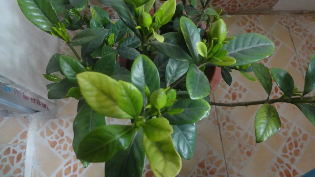 Correct these four problems the gardenia flower raises the double stick yellow leaf does not drop the bud flower also blooms more and more