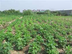 Application of herbicides in soybean field