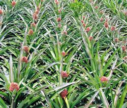 Key points of fertilization Management in Pineapple Orchard