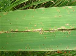 High temperature and high humidity Zizania latifolia is prone to flax leaf spot.