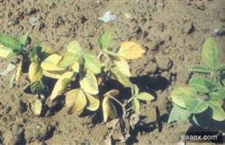 Determination and Control of Soybean 