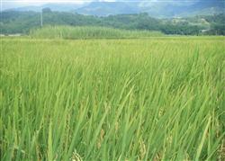 Measures for Promoting Early Maturity of Rice