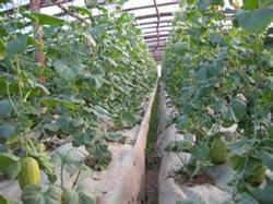 Cultivation techniques of cantaloupe moving eastward