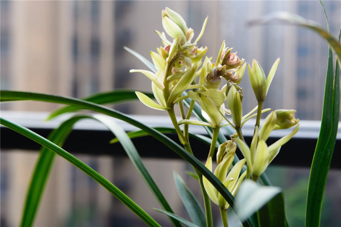 Orchid soil mixed with yellow powder, alkaline soil, acid soil, root blasting basin, far away from yellowing.