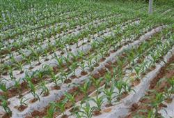 Key points of sowing and Seedling Protection techniques of Spring Maize