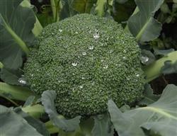 Key points of cultivation techniques of open field broccoli in spring