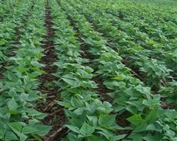 High-yield cultivation techniques of black kidney bean