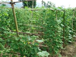 Balsam pear is good for hanging vines early.